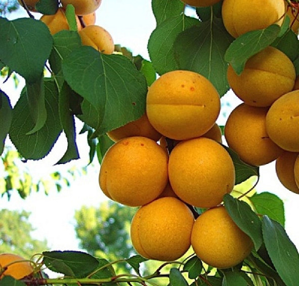 Абрикос 'Погремок'